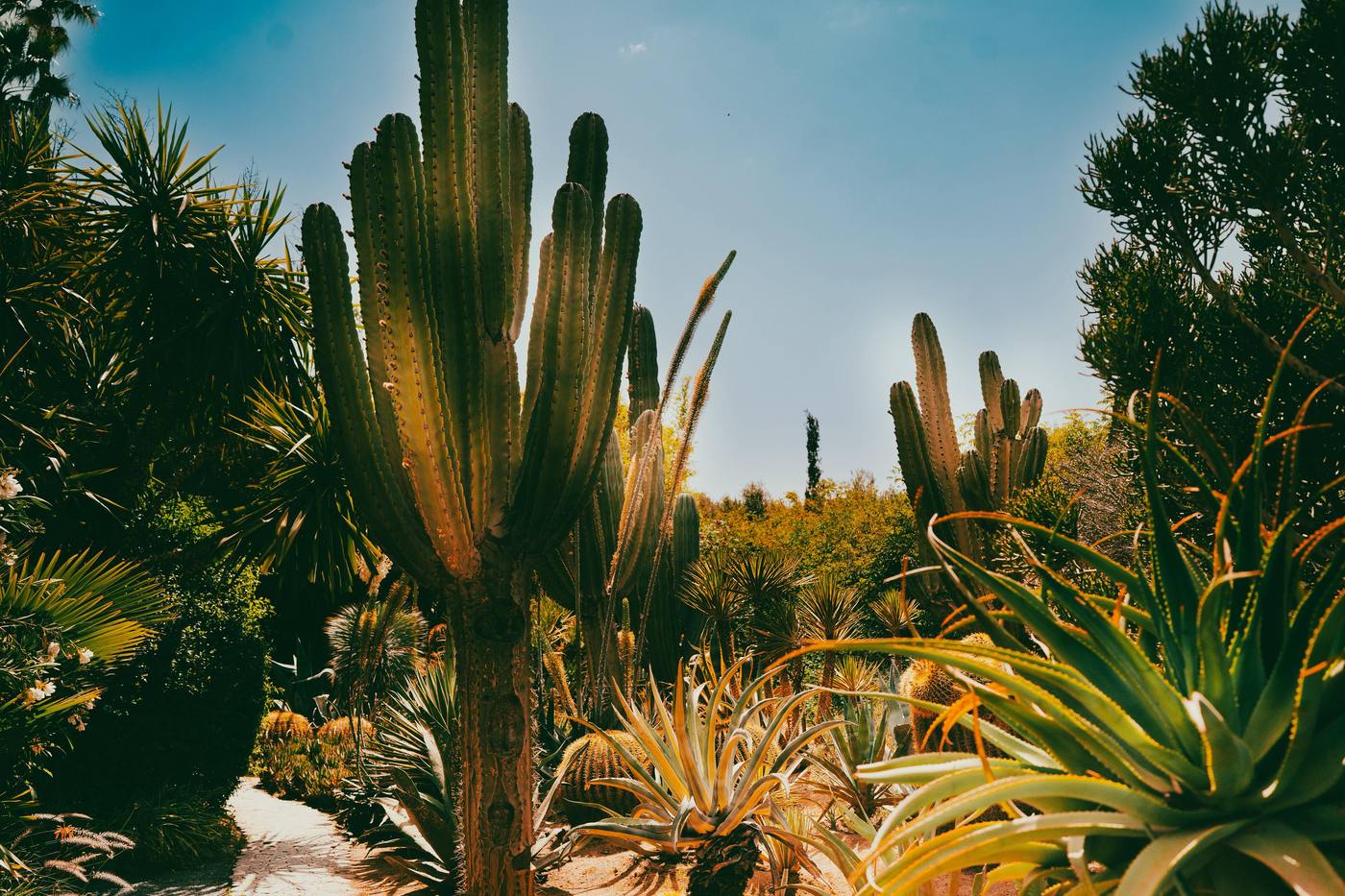 Majorelle garden cacti